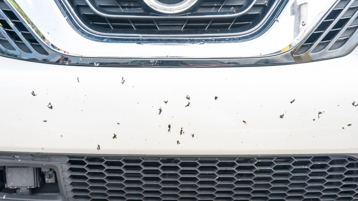 Ta bort insekter på bilen 