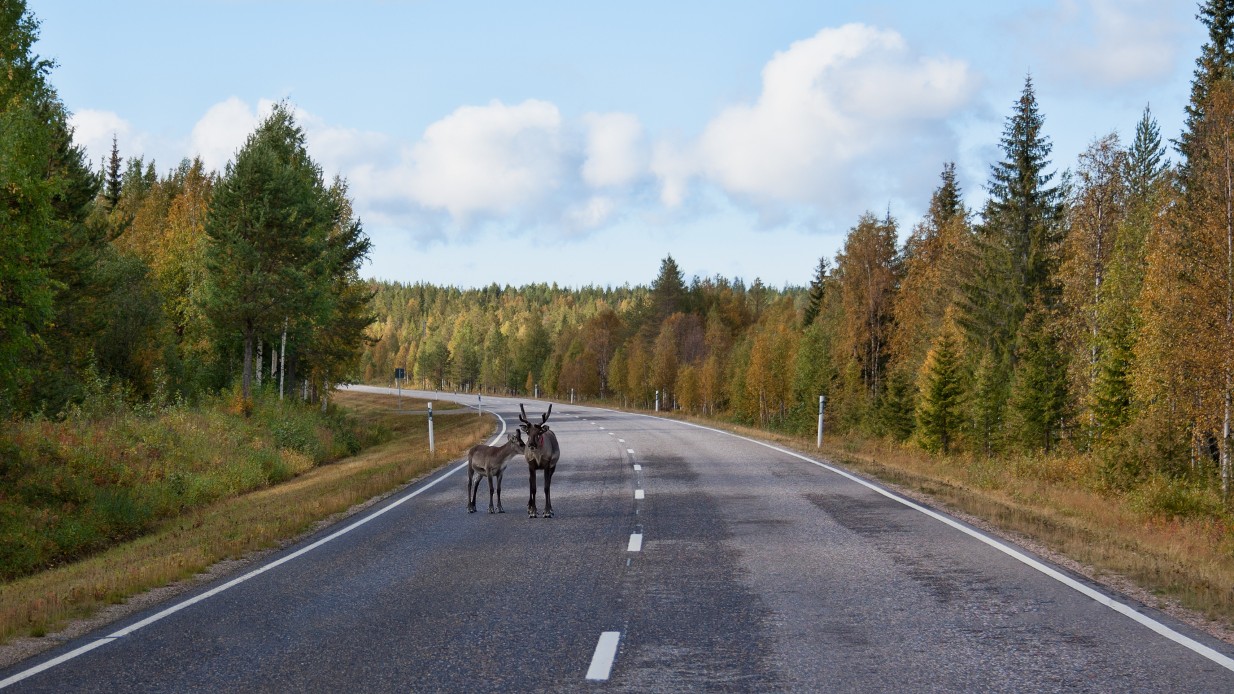 65 000 viltolyckor per år – så undviker du dem